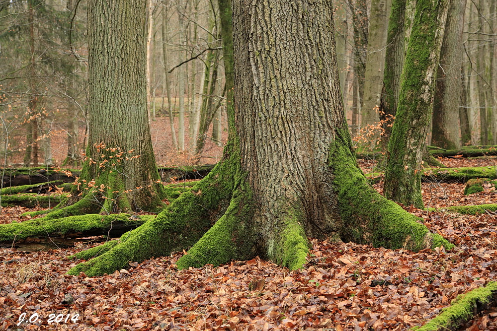 Spessarteichen