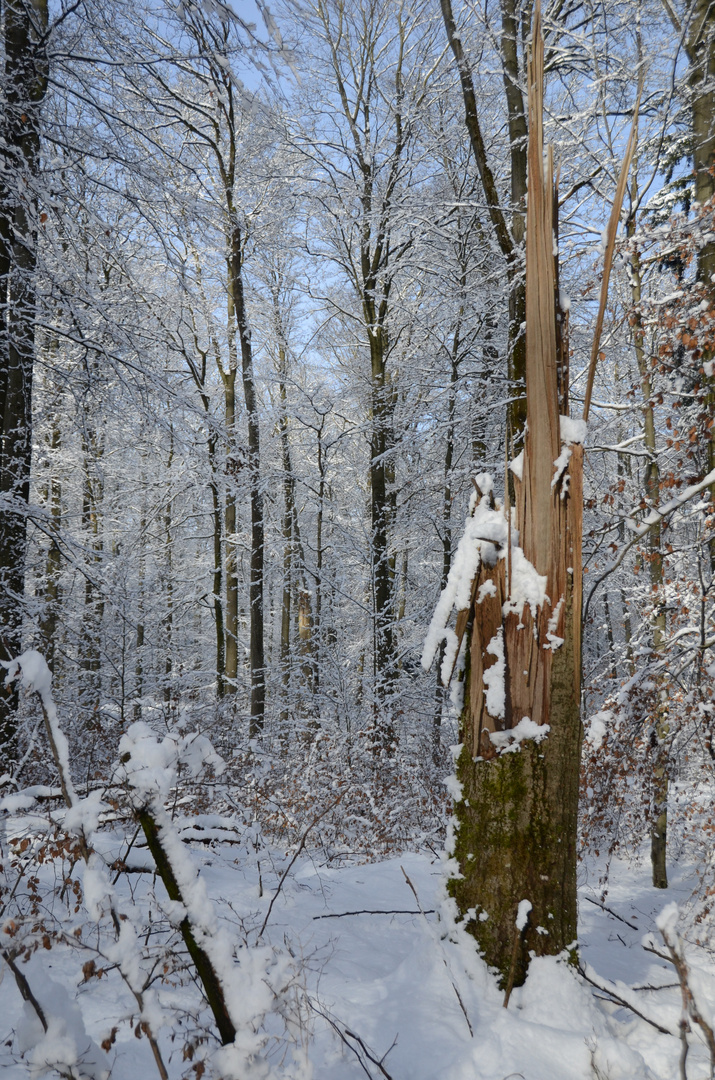 Spessartwinter