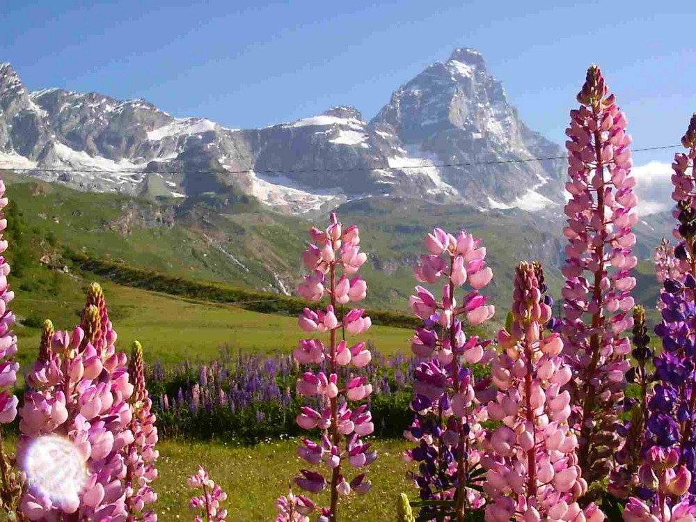 Spettacolo floreale ai piedi del Cervino