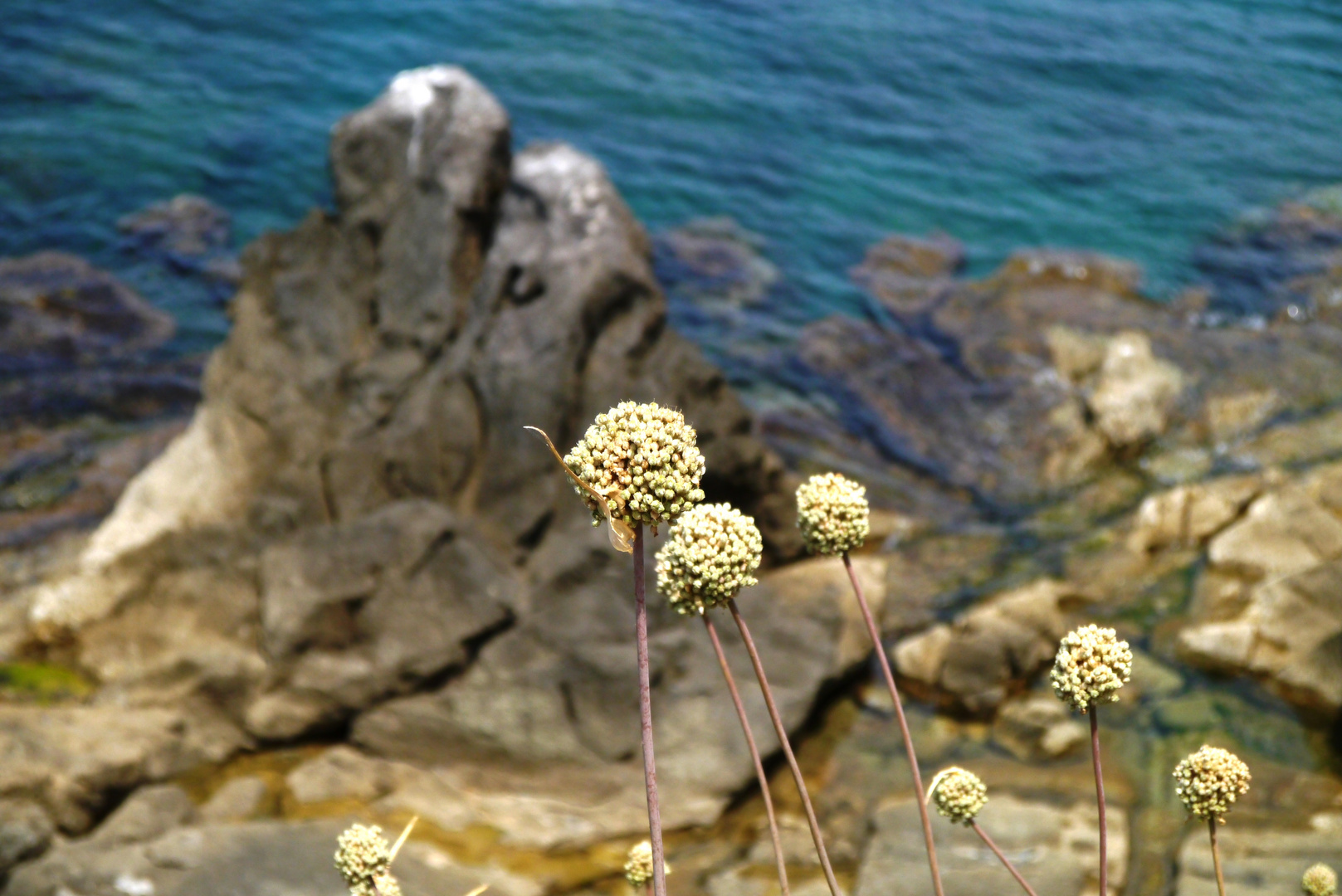 Spettatori del mare