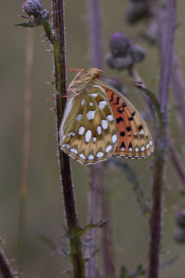 Speyeria aglaja (Grosser Perlmutterfalter)