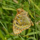 Speyeria aglaja ,Großer  Perlmuttfalter