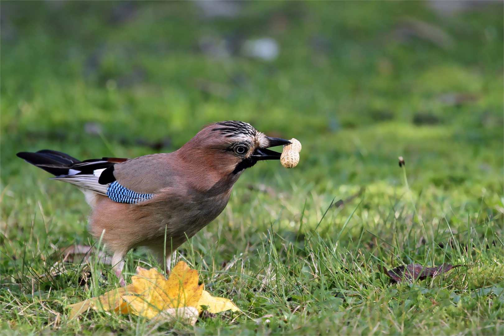 Spezialagent Garrulus im Einsatz ( Garullus glandarius)