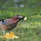 Spezialagent Garrulus im Einsatz ( Garullus glandarius)