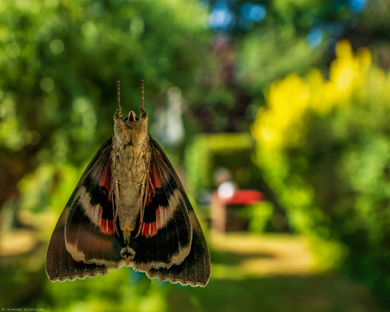 Spezialblick in den Garten mit bunten Sommerfarben