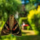 Spezialblick in den Garten mit bunten Sommerfarben