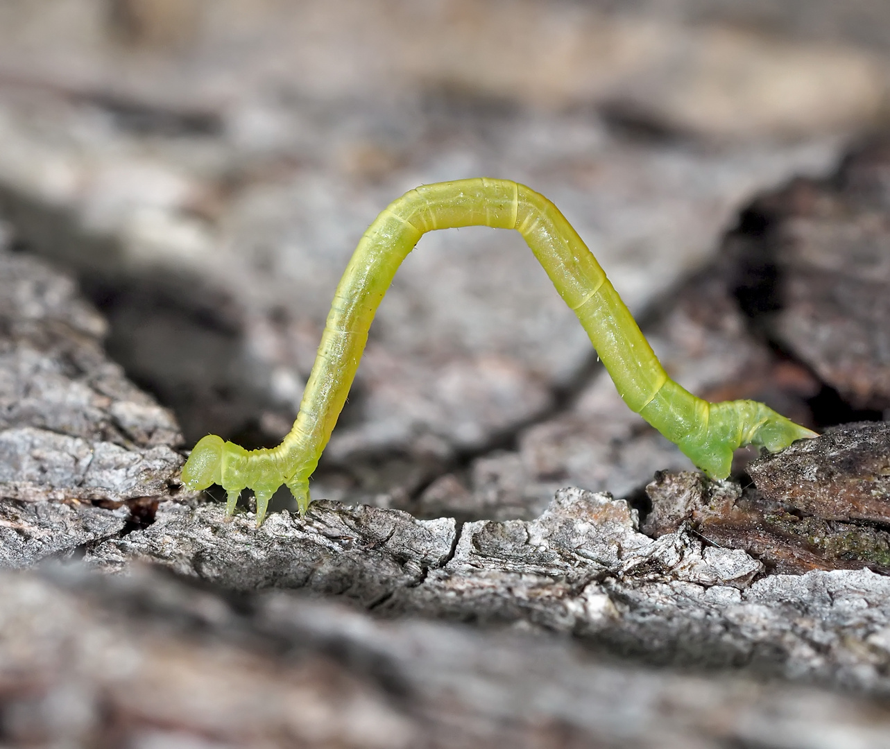 Spezialist für elegante Gymnastik: der Spanner, Dysstroma truncata oder Dysstroma citrata . *