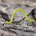 Spezialist für elegante Gymnastik: der Spanner, Dysstroma truncata oder Dysstroma citrata . *