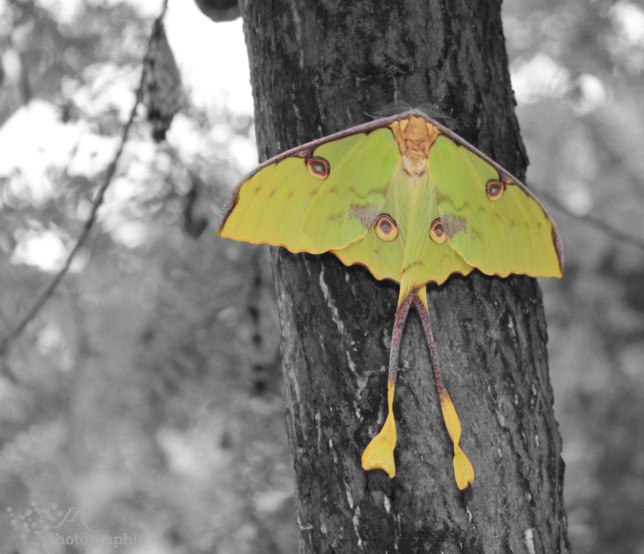 Spezieler Schmetterling