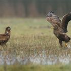 Speziell im Februar, im Wasser zu stehen..