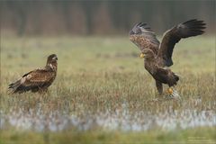 Speziell im Februar, im Wasser zu stehen..