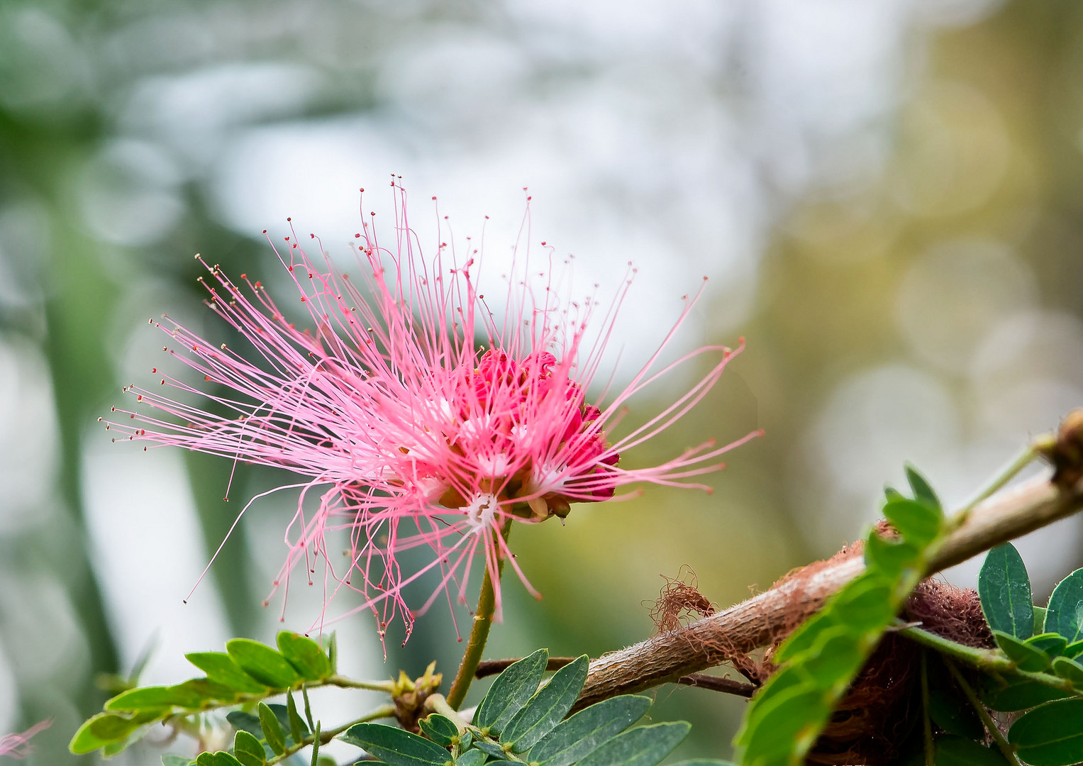 spezielle Blüte aus Indien  ( Seidenakatie  auch Schlafbaum ) genannt.