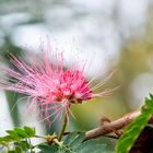 spezielle Blüte aus Indien  ( Seidenakatie  auch Schlafbaum ) genannt.