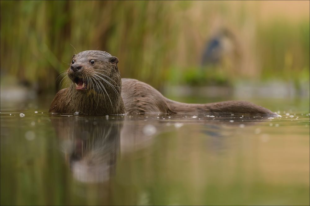 Spezieller Blick des Fischotter