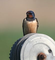 Spezielles Geburtstags-Schwälbchen