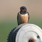 Spezielles Geburtstags-Schwälbchen