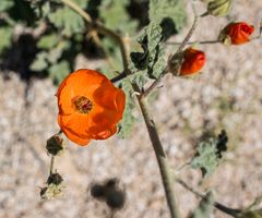 Sphaeralcea ambigua