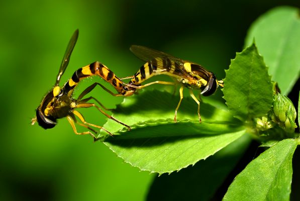SPHAEROPHORIA SCRIPTA: EIN ELEGANTER BESTÄUBER