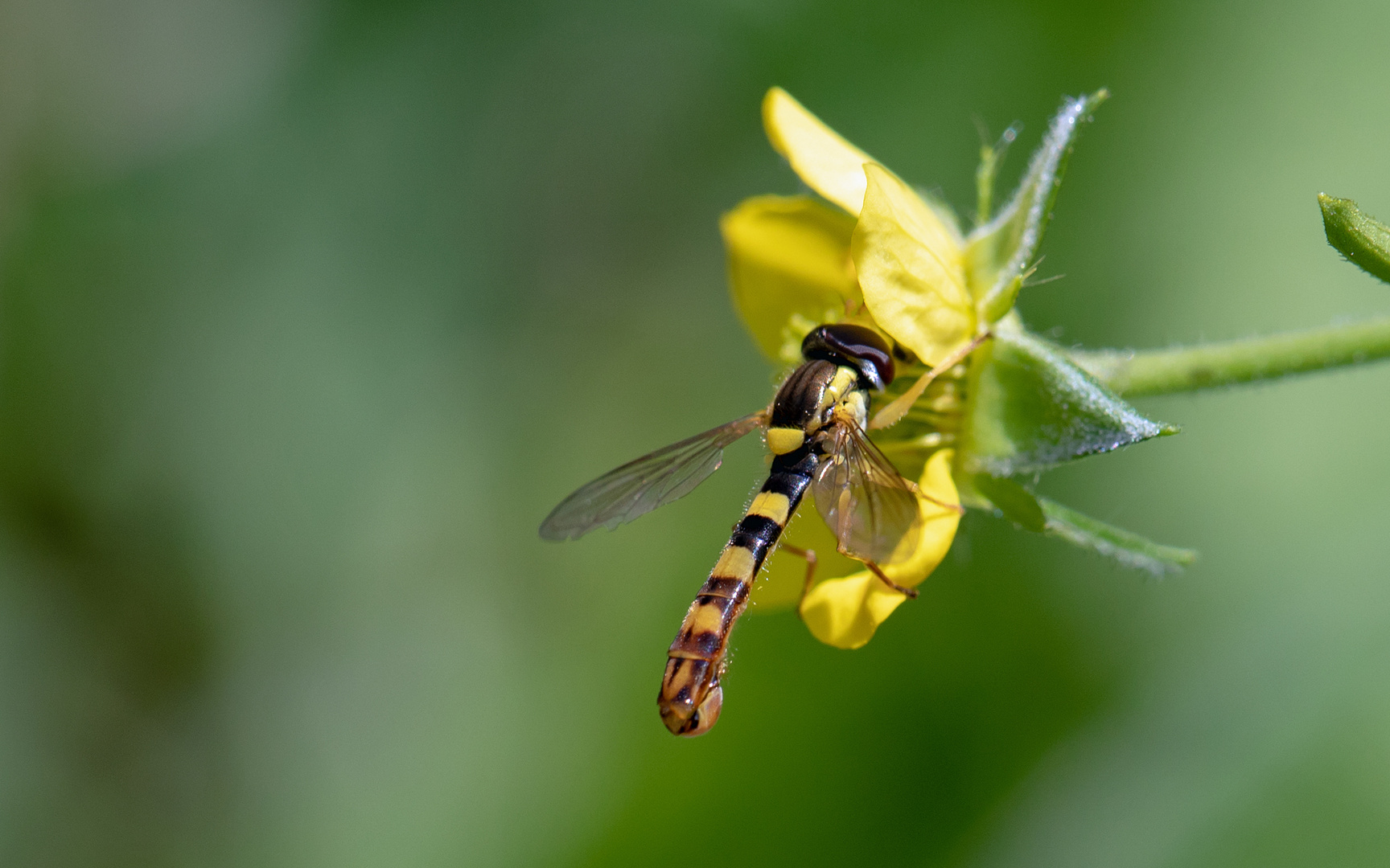 Sphaerophoria scripta - Gemeine Stiftschwebfliege