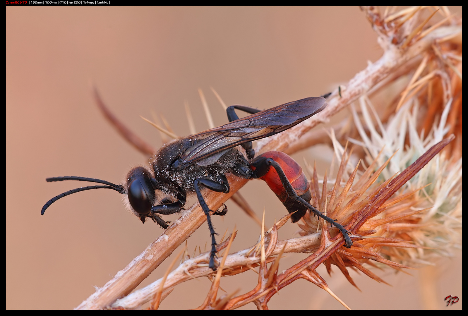 Sphecidae Prionyx kirbii