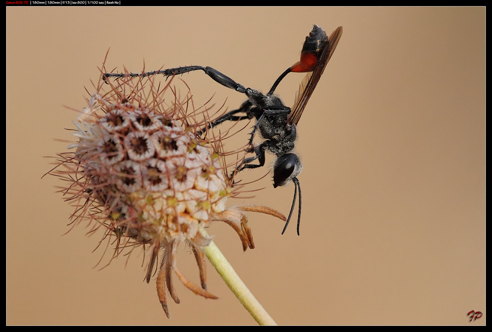 Sphecidae Prionyx kirbii