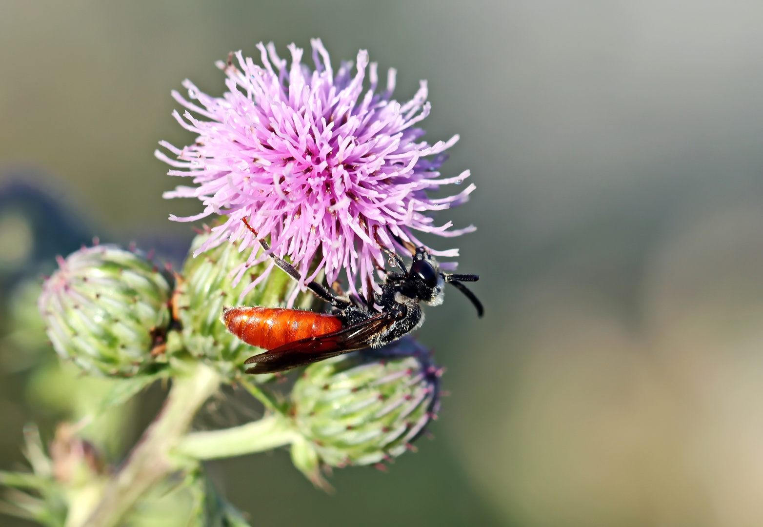 Sphecodes albilabris