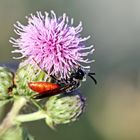 Sphecodes albilabris