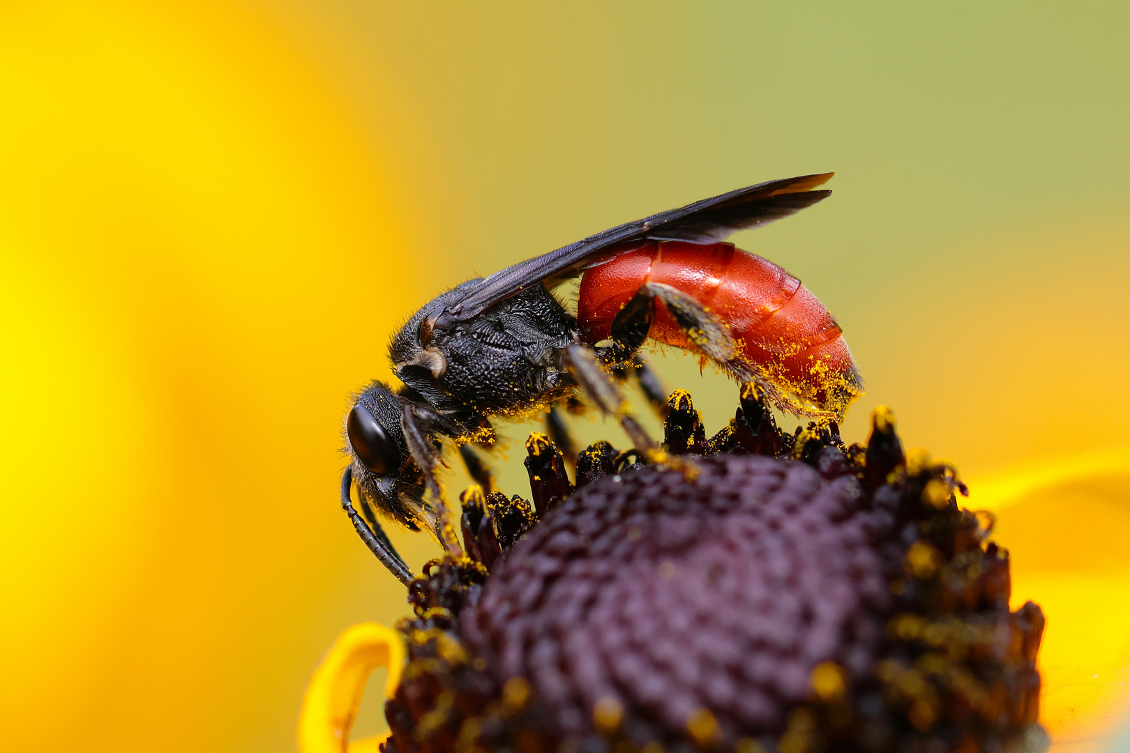 Sphecodes albilabris