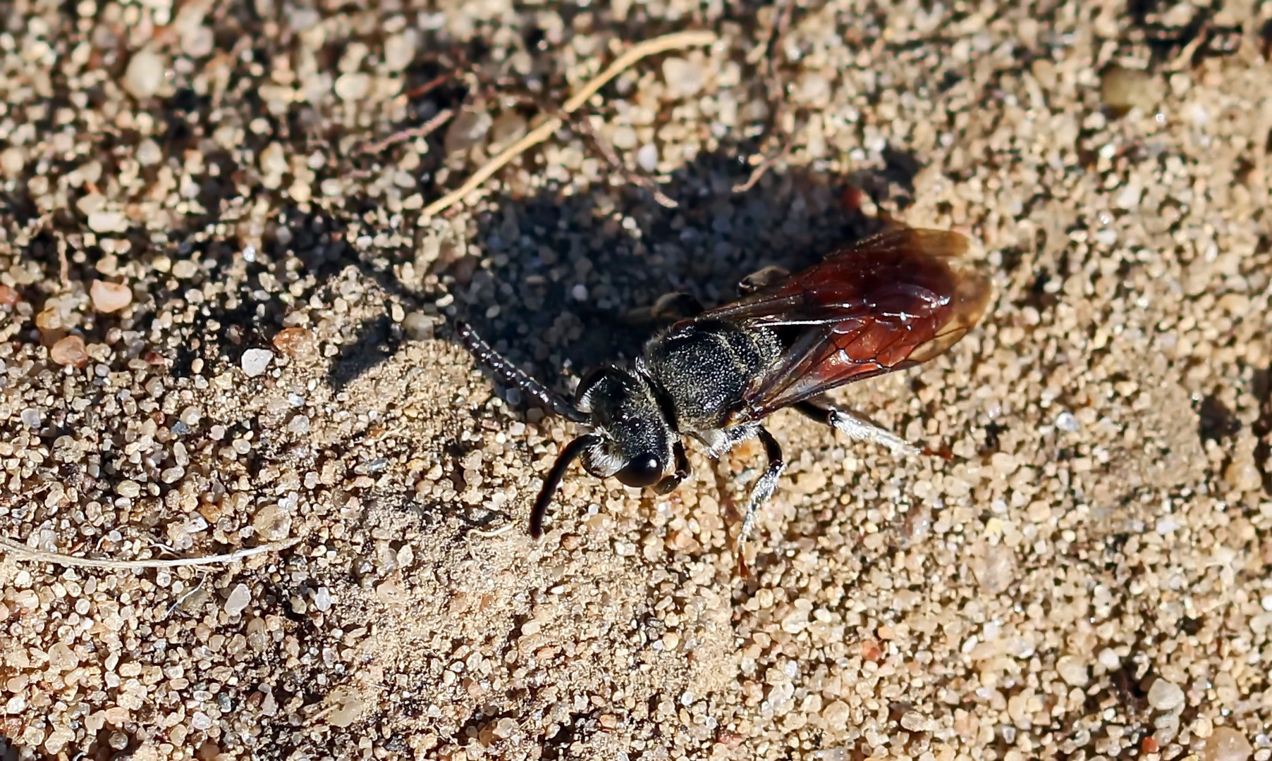 Sphecodes albilabris