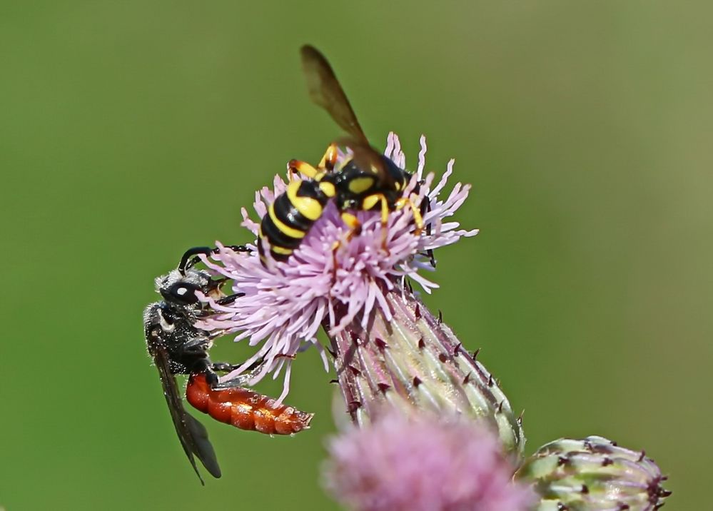 Sphecodes albilabris,RiesenBlutbiene + 1 Bild Foto & Bild natur