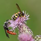 Sphecodes albilabris,Riesen-Blutbiene + 1 Bild