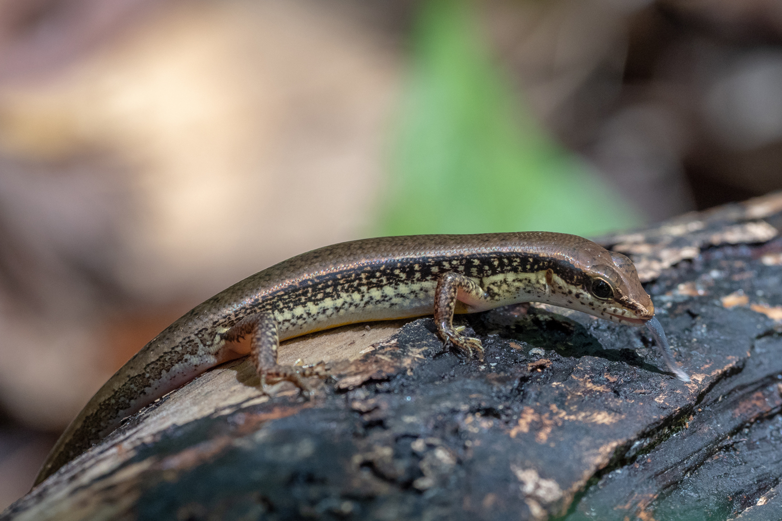 Sphenomorphus maculatus