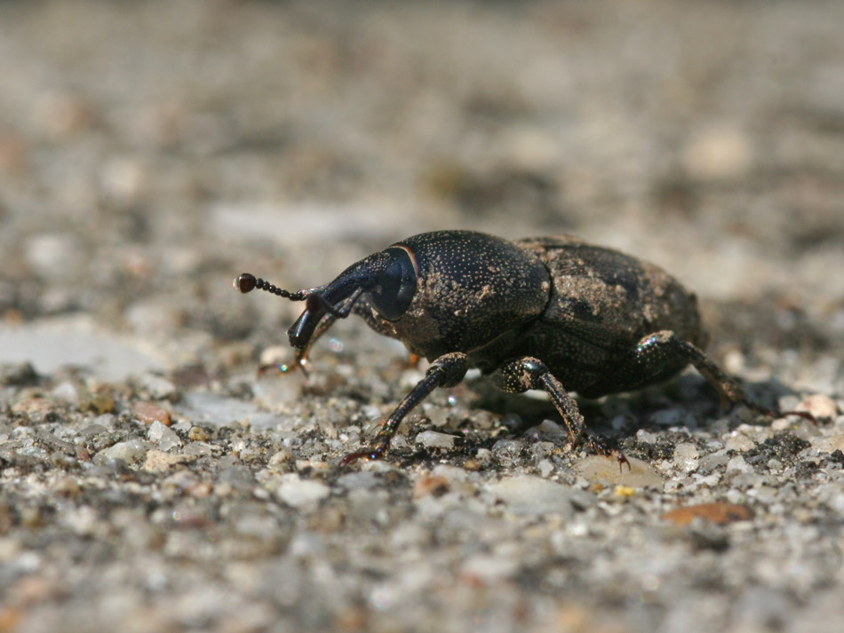 sphenophorus striatopunctus gatschus