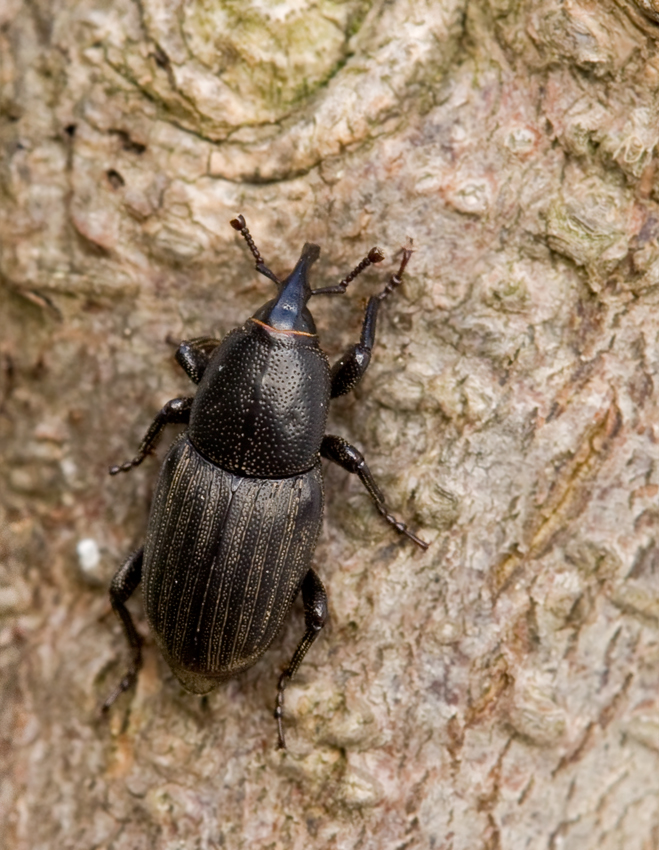 Sphenosphorus striatopunctatus 1