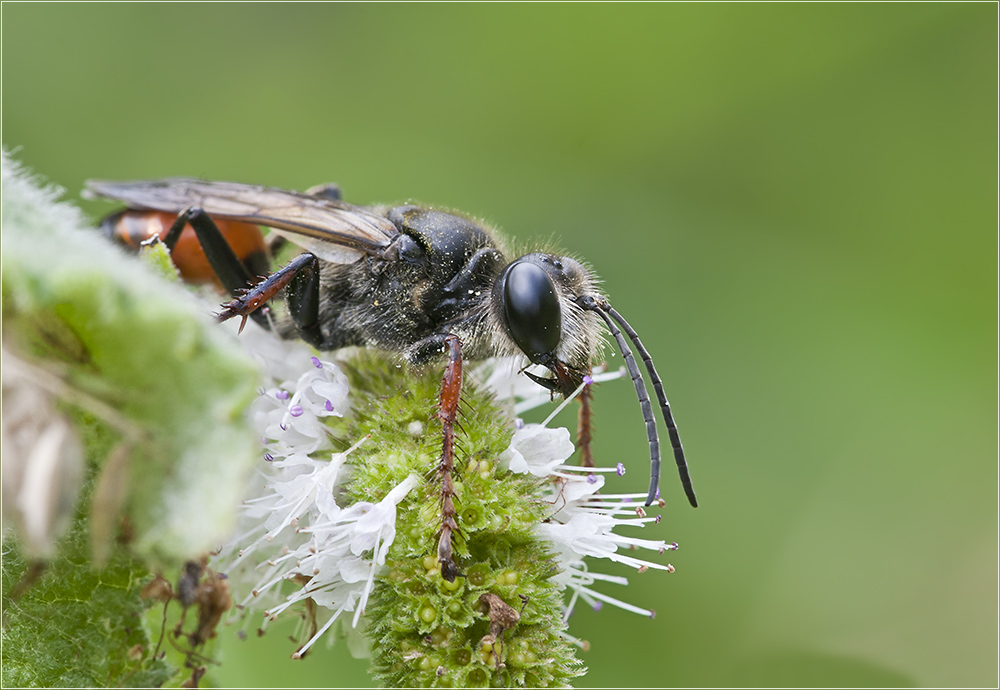 Sphex funerarius