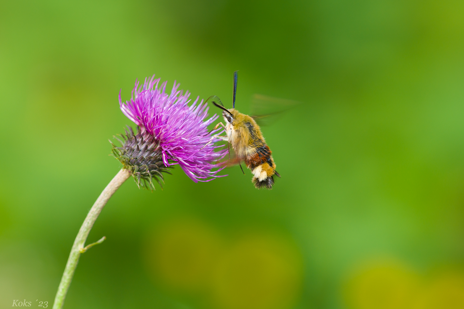 Sphingidae Foto & Bild sommer, makro, natur Bilder auf