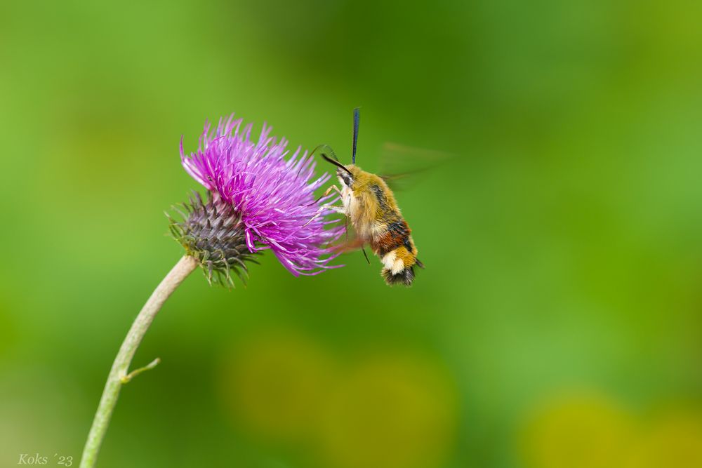 Sphingidae