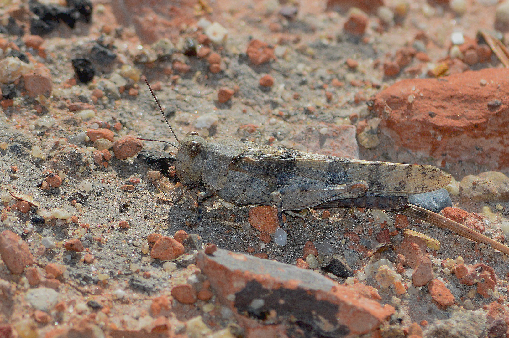 Sphingonotus caerulans, Blauflügelige Sandschrecke