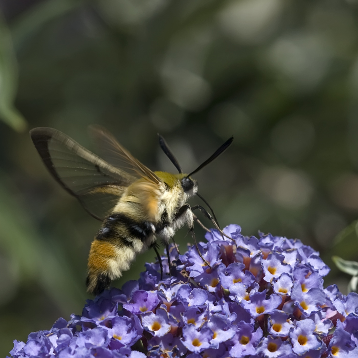 Sphinx bourdon sur Buddleia