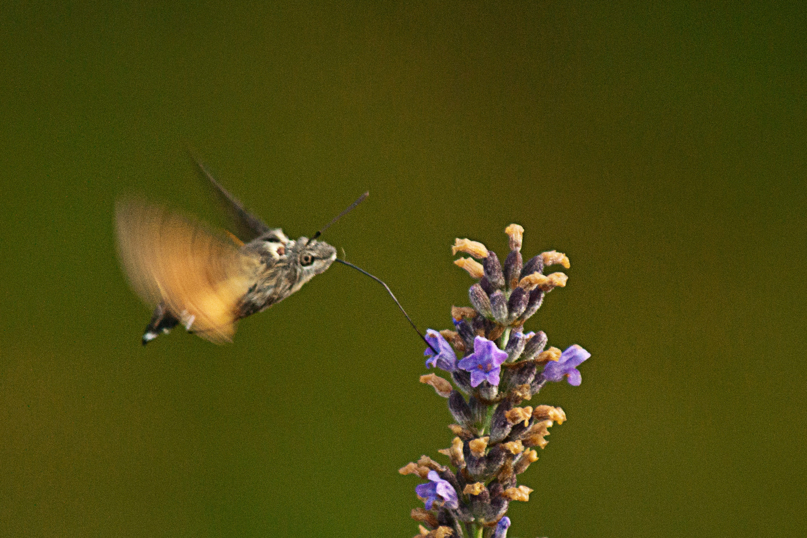 Sphinx colibri