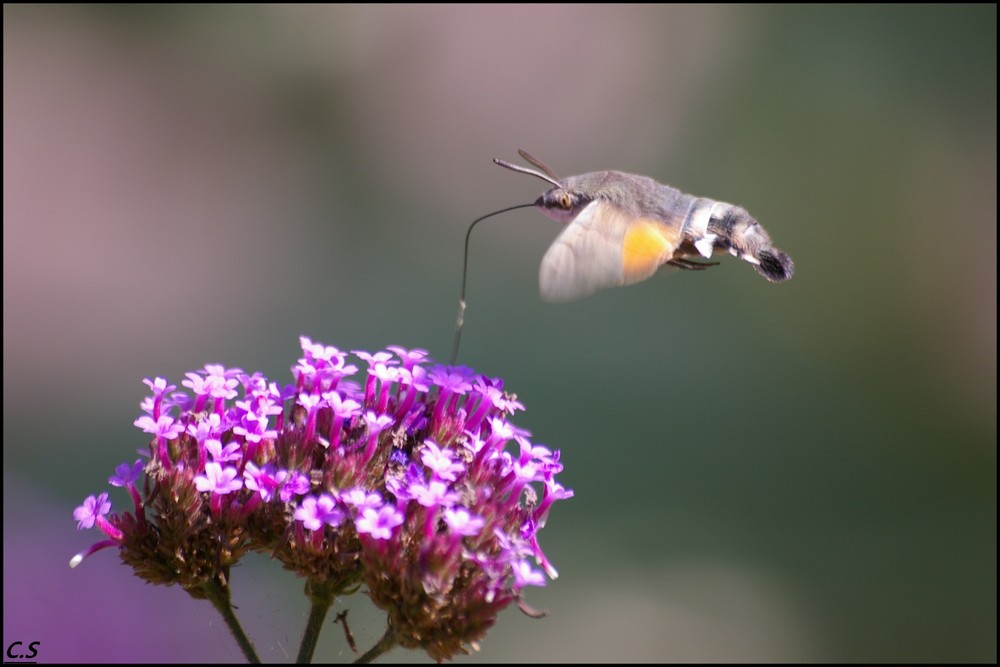 sphinx colibri 2