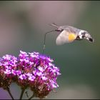 sphinx colibri 2