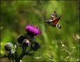 Sphinx colibri.. von JURAFR 