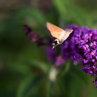 Sphinx colibri