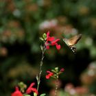 Sphinx Colibri