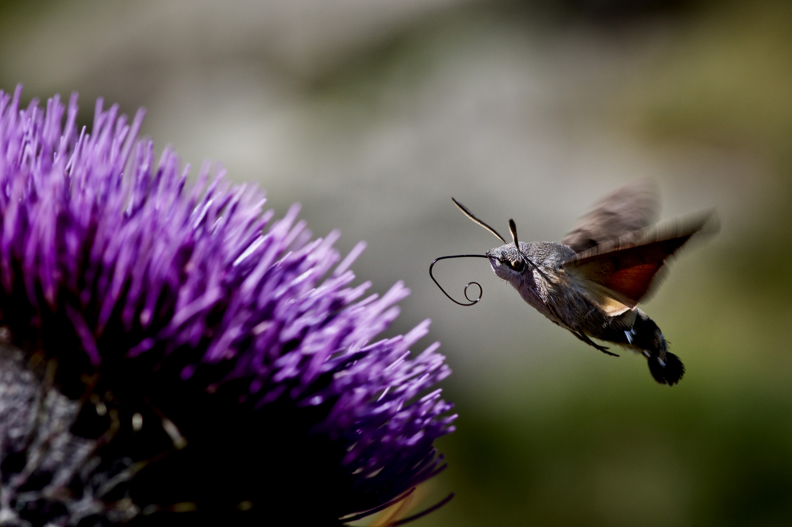 Sphinx colibri