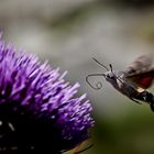 Sphinx colibri