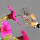 sphinx colibri