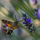 sphinx colibri