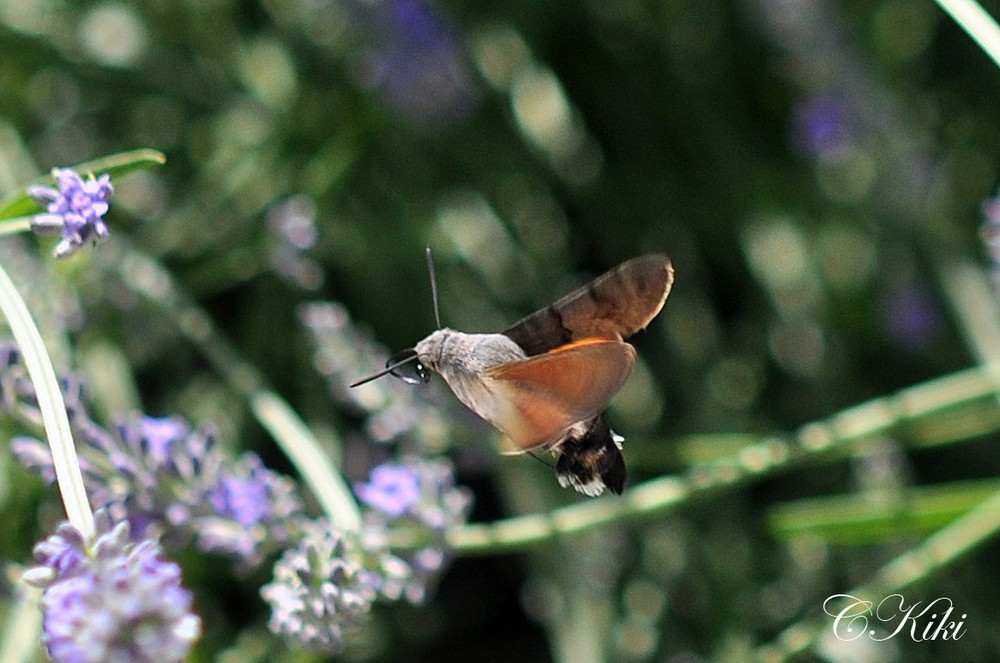Sphinx colibri